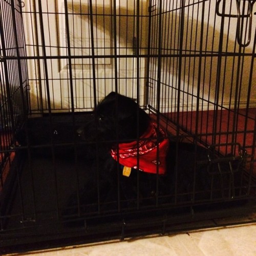 I have successfully caught Sparky the bandit and now he&rsquo;s in jail #doggy #mydog #