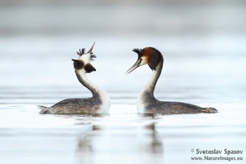 Great Crested Grebe (Podiceps cristatus) &gt;&gt;by Svetloslav Spasov