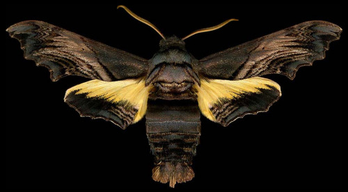 ex0skeletal:Winged Tapestries: Moths at Large, a special exhibition of oversized prints by Canadian 