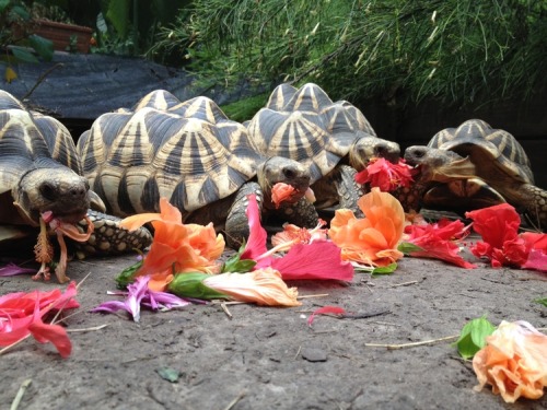 psychoactivelectricity: Tortoises enjoying a hibiscus flower feastChris Hedrick