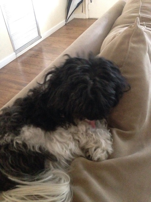 autumnwyvern:  Attention please!  Dog needs a new home in Broward County Florid!  After my step mom passed we were left in care of this dog right here. She’s a purebred (I think?) havanese and around 2-3 years old. She does best in households where
