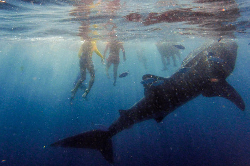 In the presence of giants - Oslob, Cebu, Philippines