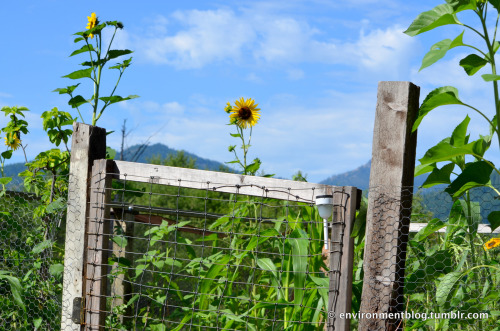 Sunflower Garden - Who doesn’t love organic gardens…and oh my sunflowers are just aweso