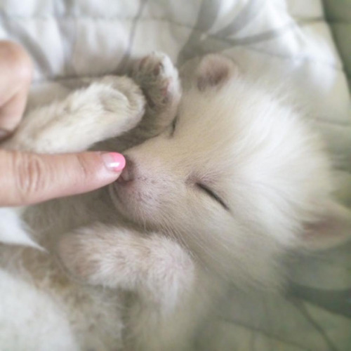 gingerun: cannibalistic-nun: awesome-picz: This Domesticated Baby Red Fox Is The Sleepiest Pet Ever 