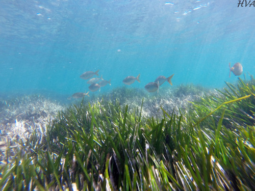 Sarpa salpa sobre Posidonia oceanica - Isla de Tabarca