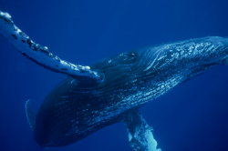 Nubbsgalore:  “Whales Challenge Us To Reevaluate Our Perceptions Of Intelligent,