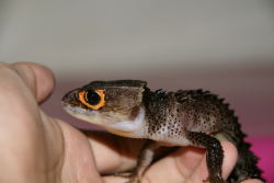 oscarwildeis-dead:  Allow me to introduce you to the Red-eyed Crocodile Skink. Since these guys were recently discovered (mid to late nineties), there isn’t a whole lot that is known about them, but I’ll share a few facts with you here.  These guys