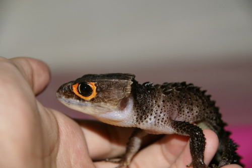 moopdrea:oscarwildeis-dead:Allow me to introduce you to the Red-eyed Crocodile Skink. Since these gu