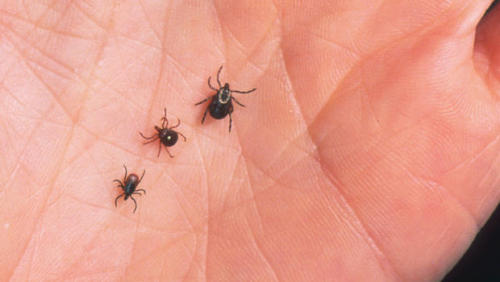 Diagnoses of red meat allergies in the USA have been on the rise over the last few years, and the culprit is the tiny lone star tick. Originating in Texas (hence the name), the tick has gradually spread through the east of the country, with other sighting