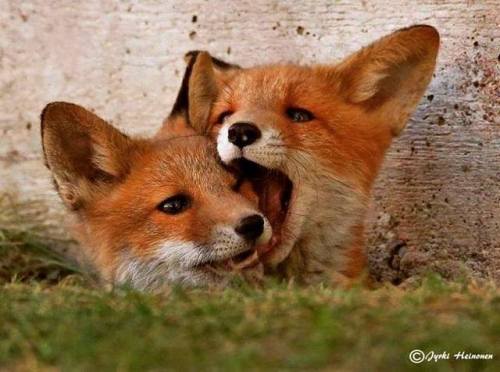 everythingfox:  A wild fox cannibalizing one of his own