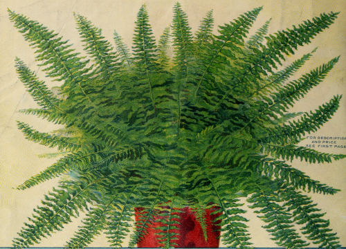 “New Fern Roosevelt.” [ Miss Ella V. Baines, The Woman Florist.] 1912. Gardening catalogue, back cov