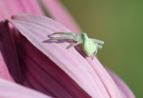 A crab spider/blomkrabbspindel (Misumena vatia).