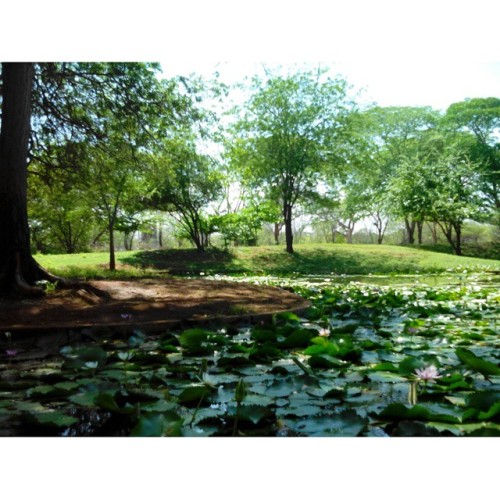 Porn #Roadtrip #maracaibo #green #park #jardinbotanico photos