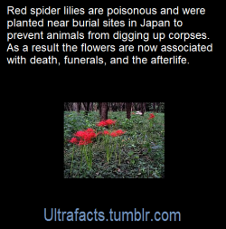 ultrafacts:Source: [x]Click HERE for more facts!