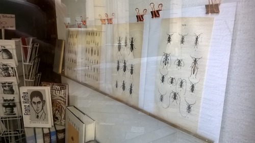 moosearesocool: Bug prints and Kafka in an antiquarian bookstore, Bratislava