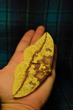 cjwhiteshizzle:  Female Imperial Moth :D