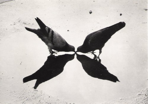 semioticapocalypse:Ernst Haas. Trafalgar Square Pigeons, London, 1949.[::SemAp FB || SemAp G+::]