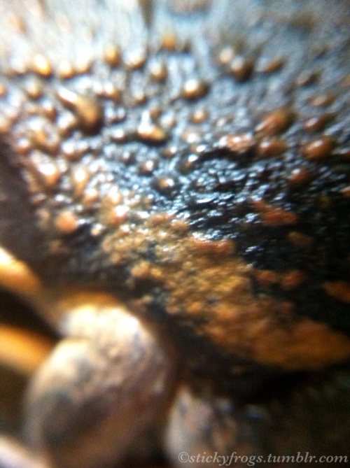 stickyfrogs:The frogs in the brown frogs tank enjoyed some macro lens tonight!Wayne was the best at 