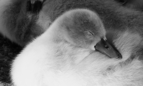 New life for the spring - mummy and daddy swan with their very gorgeous baby cygnets, still at the a