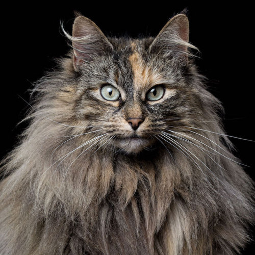 did-you-kno:  mymodernmet:Intimate Animal Portraits Capture Unique Quirks and Personalities of Cats, Dogs, and HorsesIf you took portraits of my dogs, one of them would look majestic, regal, and wise from every angle, and the other would look like an