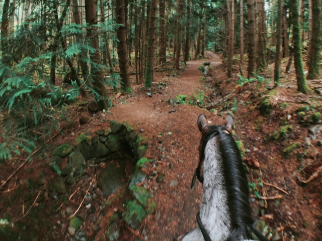 wildermouse:these are the trails i used to ride when i first started riding ten years ago, and now i’m back on them again!! this horse just loves to go - we had quite a few gallops this ride 