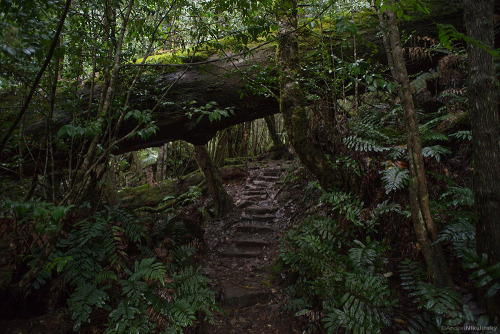 clusterpod:The track through the Myrtle Forest. Collinsvale, Tasmania. 