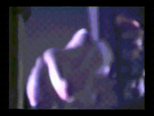 NI / Trent Being Destructive Excerpts / Closure VHS / Self-Destruct And Further Down The Spiral Tours