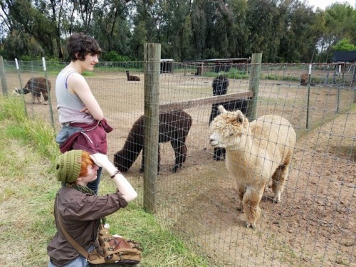 @pumpkinetics and I went to go see Alpacas in my new neighborhood. They kept rolling in the dirt and