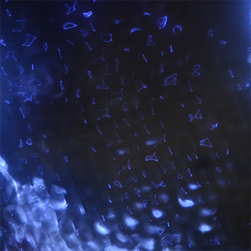 erin-omalley:  cymatic gif moment #3