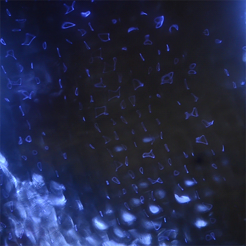 Porn Pics erin-omalley:  cymatic gif moment #3