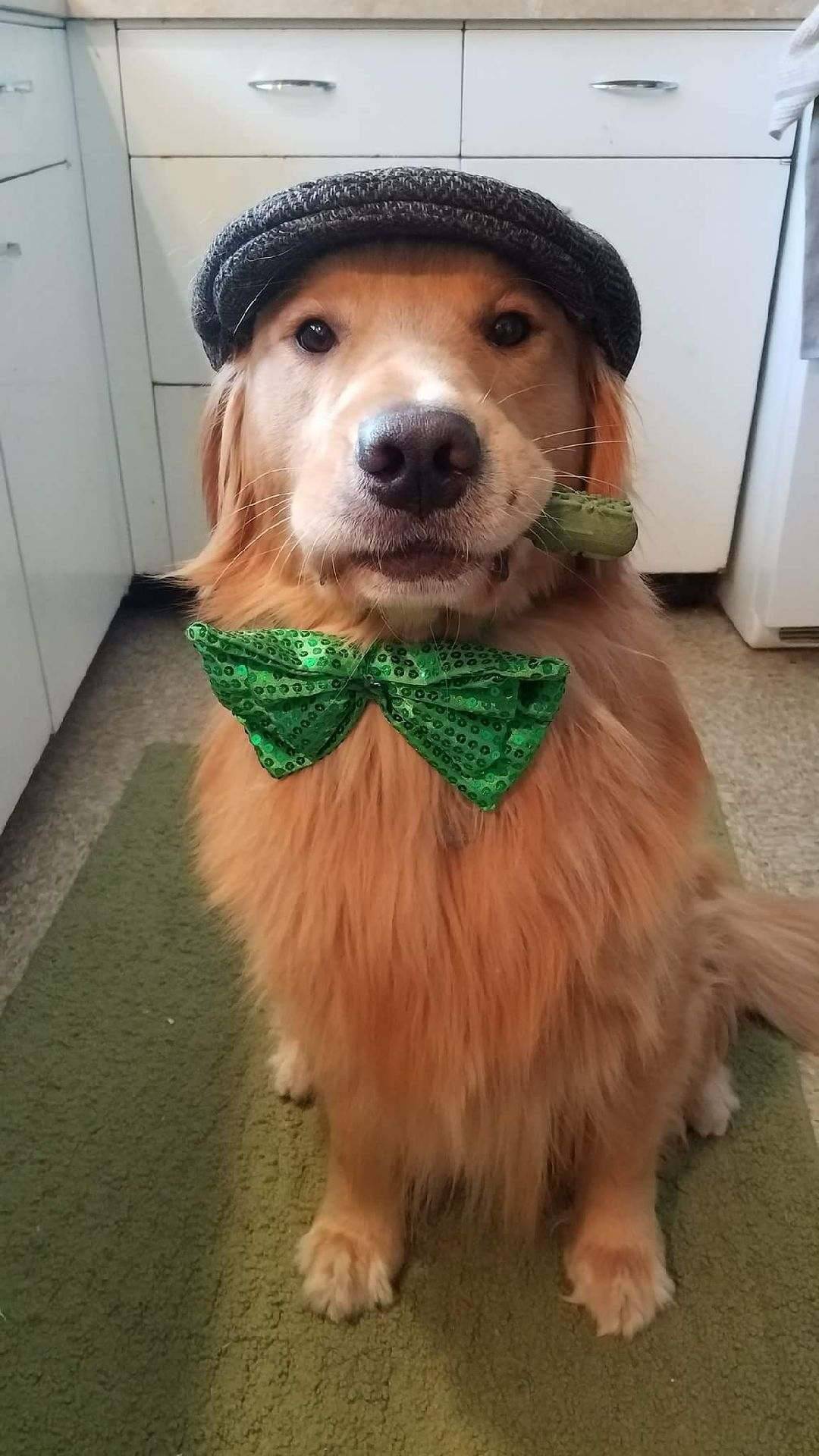 awwww-cute:  This is Murphy. (Source: http://ift.tt/2FHdSgh)
