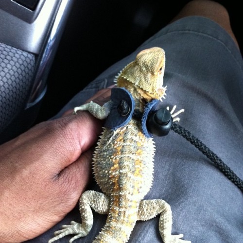 I was putting him down and he grabbed my hand. #aww #beardie #beardeddragon #pet