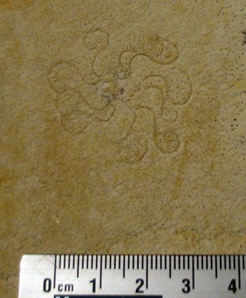 Saccocoma tenellaThis fossil is one of the most common creatures found in the Jurassic aged Solnhofe