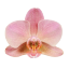 orchidgarden