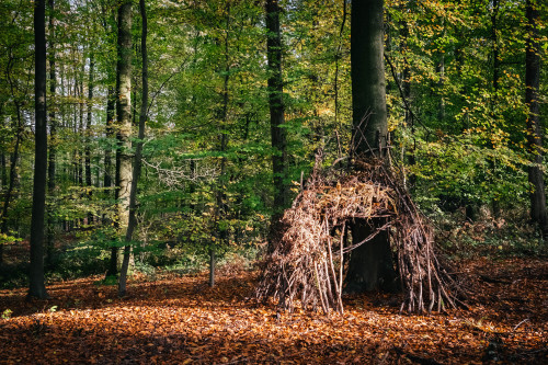Hallerbos during the fall, 2020.