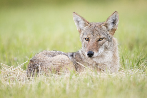 yipyapyote:     Jeff Dyck  