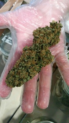 princessstoneybaloney:The nug of plushberry