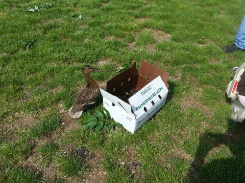 sweet-bitsy:  breanieswordvomit:  caffeinated-zombie:  So, in the middle of everything today, we ran across a hellaciously distressed momma mallard and a bunch of her baby ducks that had fallen down a sewer grate. Another guy was already trying to fish