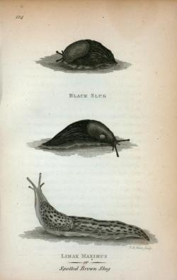 humanoidhistory:  Fun fact: I find slugs