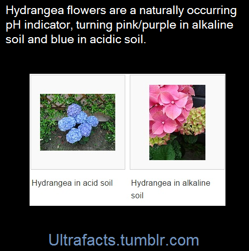 comicallymacabre:  ultrafacts:  Hydrangea macrophylla flowers can change color depending