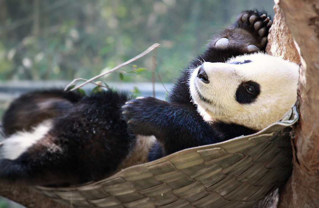 giantpandaphotos:  Xiao Liwu at the San Diego Zoo in California, US, on September