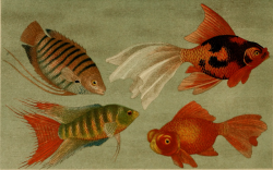 nemfrog:  Aquarium fish. Blätter für Aquarien- und Terrarien-Kunde. 1895. Read the caption to i.d. fish.