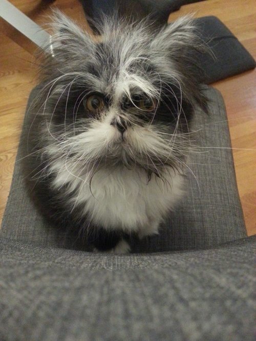 jimhines:catsbeaversandducks:His name’s Atchoum and he has the furriest face ever!”Hypertrichosis is