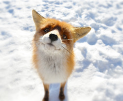 awwww-cute:  I didn’t know foxes too could make these eyes