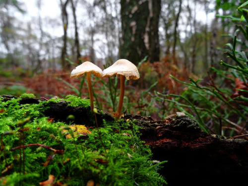 Fungi, Bickerton Hills Oct 2014 (23) by Janpram on Flickr.