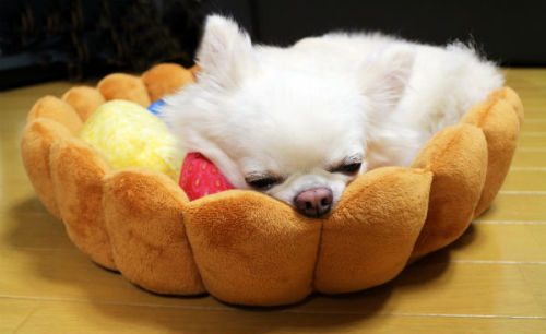 catsbeaversandducks: This deliciously adorable fruit tart bed. Via Grape Awwwssss