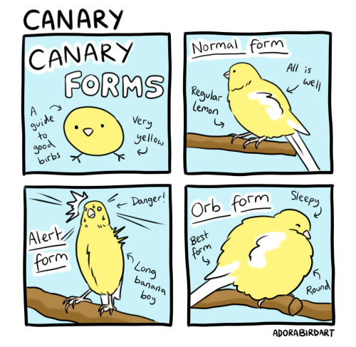 New comic! A complete scientific guide to canaries 