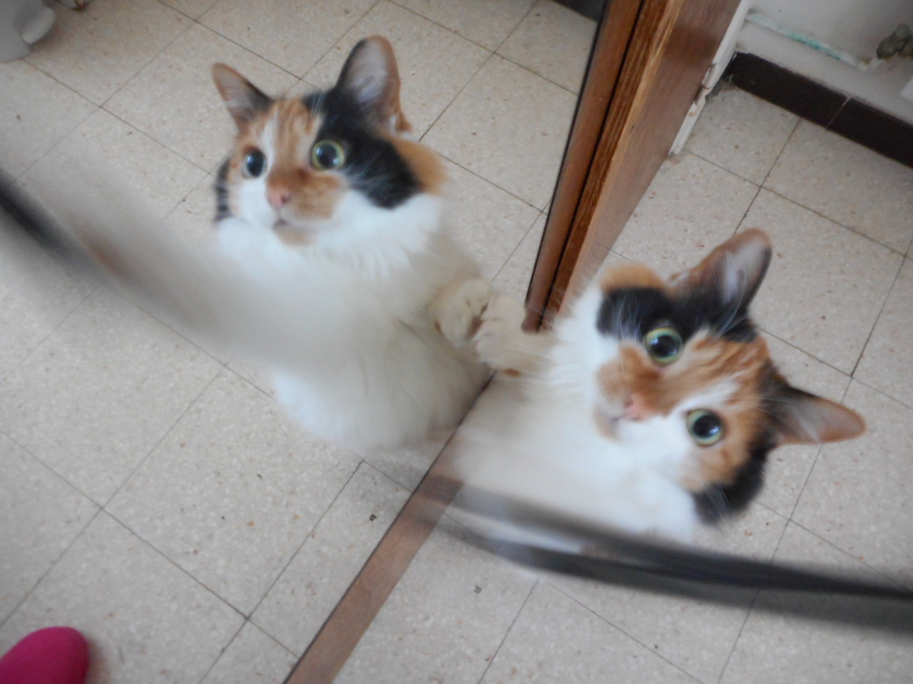 leinaisdreaming: DOUBLE CAT TIME featuring Miranda, the fluffball. I forgot to turn