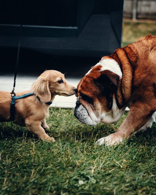 Charles_leclerc And Lewishamilton Dog Dads