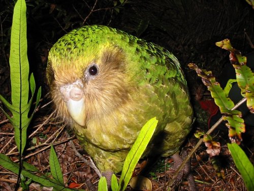 edge-of-existence-edge: The kakapo, though rare now, was once deeply valued as a pet.  The Maor